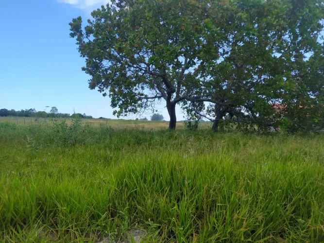 Terreno