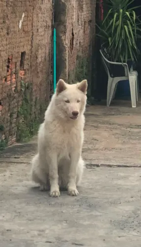 Doando husky siberiano