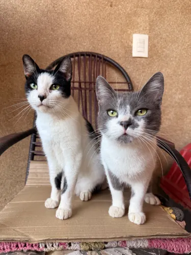 Doa-se Gatos Machos 
