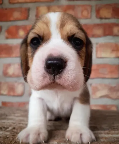Filhotes de Beagle | Seu próximo melhor amigo!
