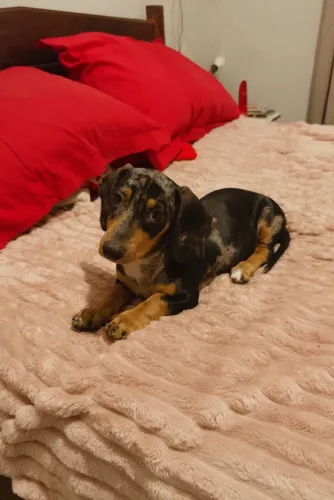 Cachorro Salsicha Mofado