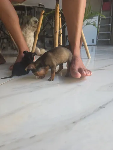 Pinscher 0