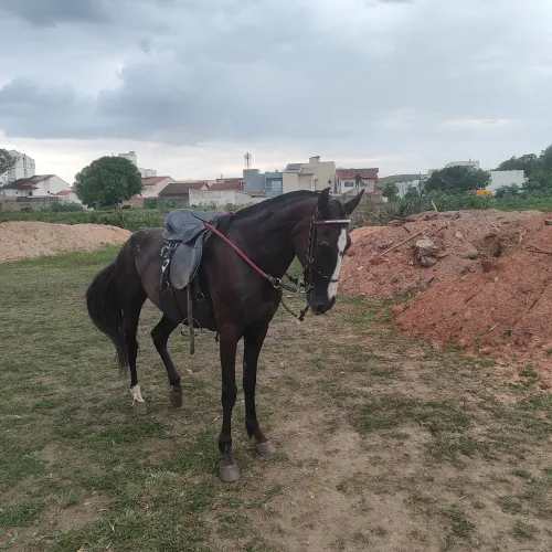 Égua mangalarga registrado