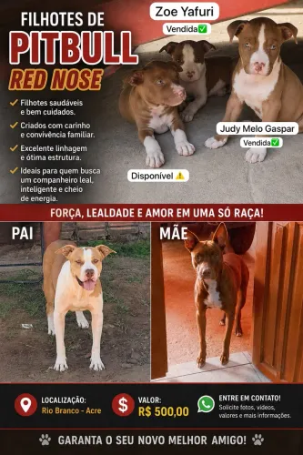 Vendo filhote de Pitbull RedNose
