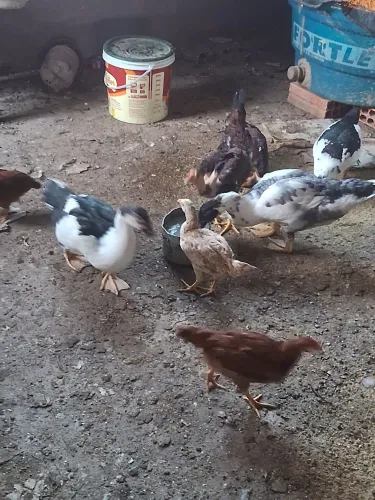 Vendem- se patos