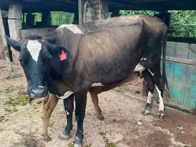 Vaca Jersinha parida