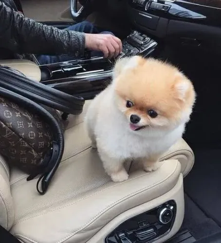 Lulu da Pomerania / Spitz Alemão Cuidar de quem abana o rabo