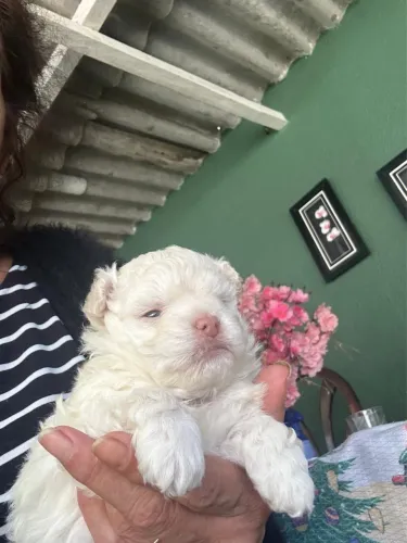 Vendo filhote de poodle Toy Macho