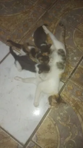 Doade gatos