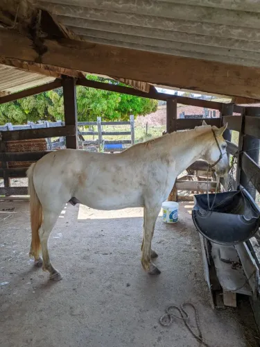 Cavalo pampa d'água castrado 