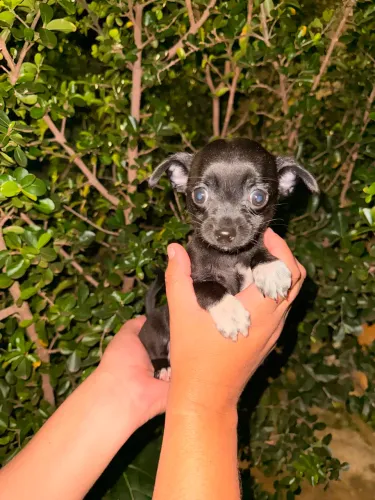 Filhotes Pinscher 0 fêmea e macho