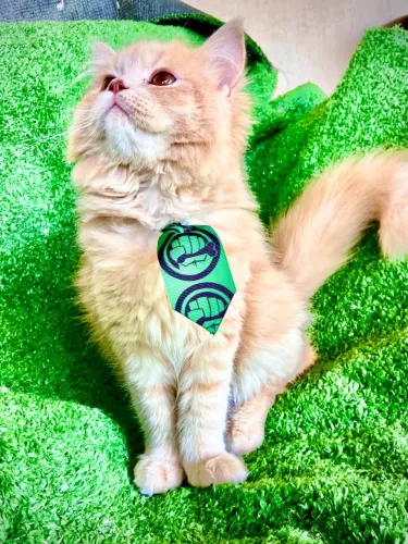Filhote gato persa