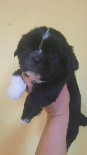 Lindos filhotes de shih tzu