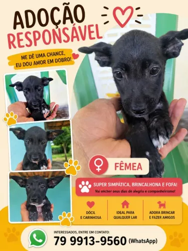 Doação responsável 
