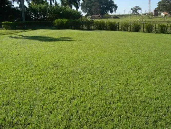 Procurando o tapete verde perfeito para sua casa, chácara ou empresa?Temos a melhor grama!