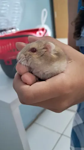 Hamster Anão Russo Fofos