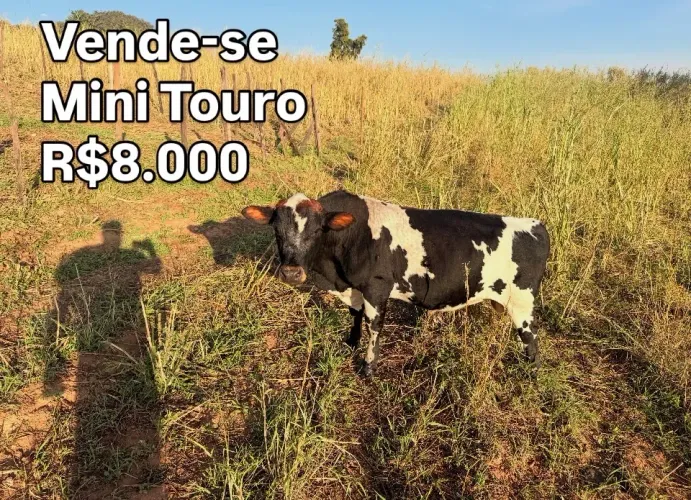Mini Touro 