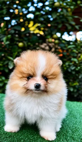 Lulu da pomerania
