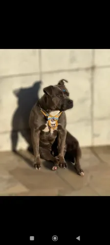 Cruza American Staffordshire Terrier Blue