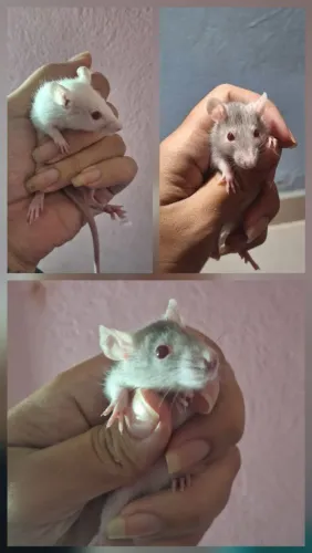 Rato twister 
