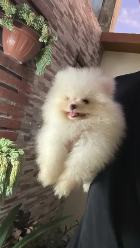 Lindo filhote lulu da Pomerania. (Macho)