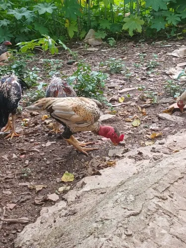 Frango indio body english polaco