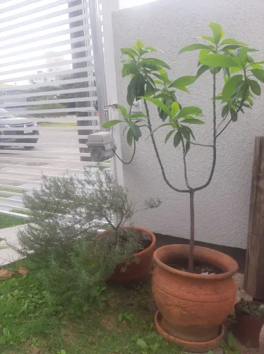 Muda de abacateiro e alecrim com vasos