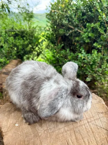 Vendo mini coelho mini loop