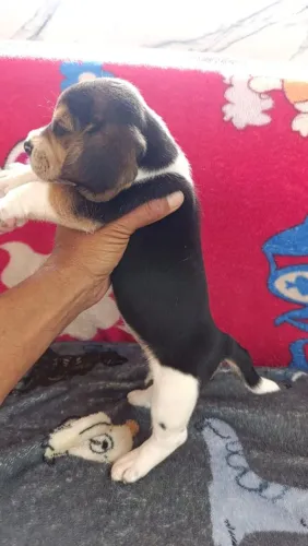 Beagle 