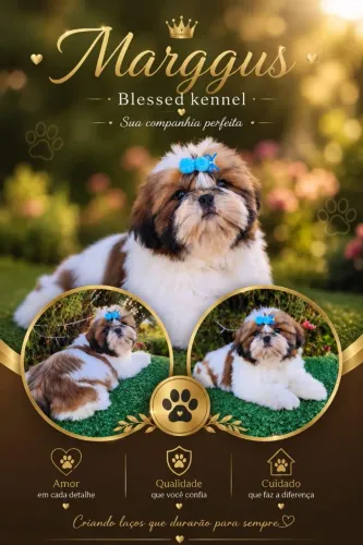 Lindo shih tzu a pronta entrega