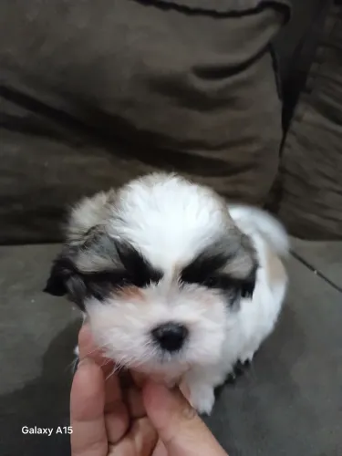 Lhasa apso 