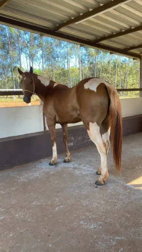 Égua Paint Horse