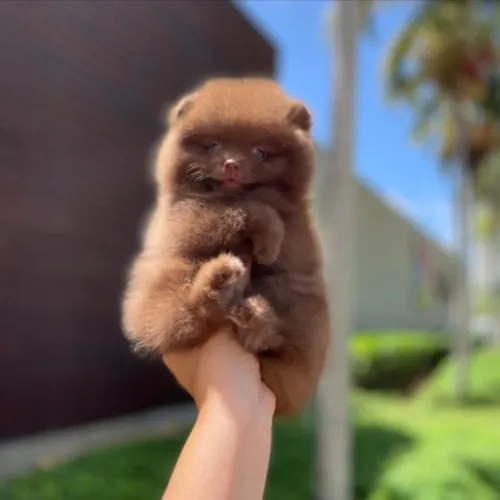 Lulu da Pomerânia Chocolate com Olhinhos verdes 