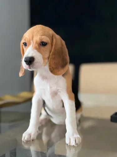 Beagle fêmea 