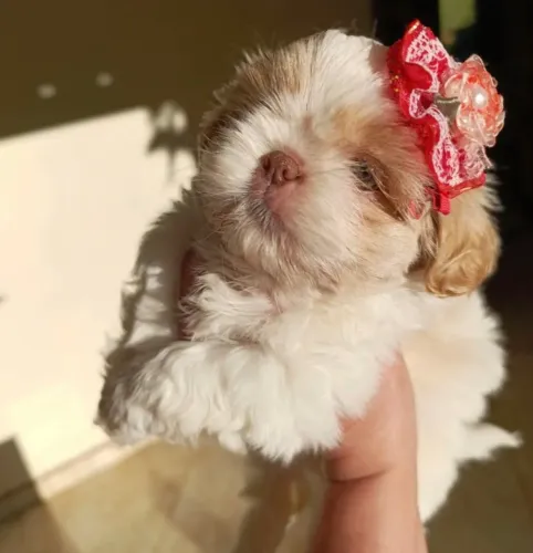 Shihtzu filhotes disponíveis 