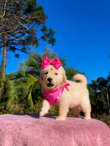 Imperdível Golden retriever fêmea para você!
