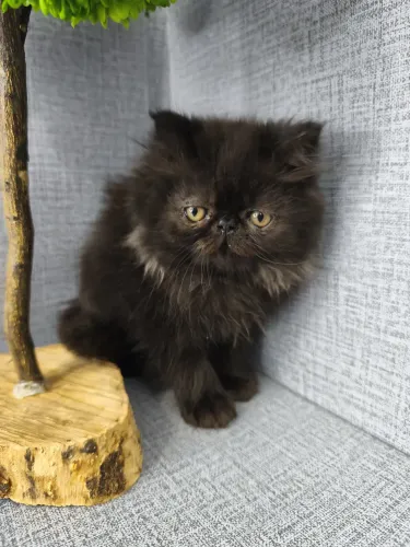 Gato Persa