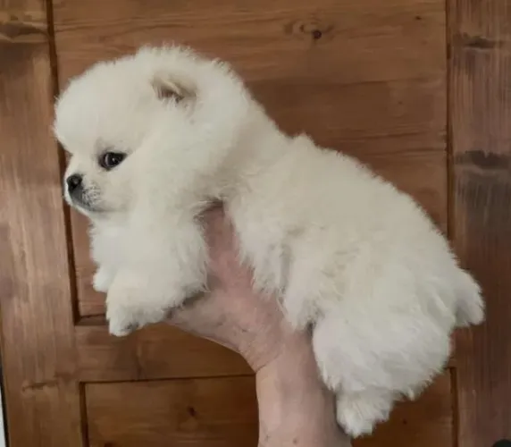 Lulu da Pomerânea Anão Filhotes Bem Peludinhos.