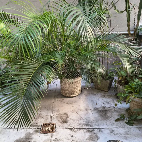 Vasos de plantas