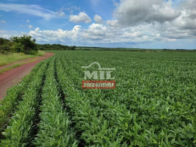 Fazenda Agrícola em Santa Maria do Tocantins. Área Total: 505 Alqueires (2.444 Há)