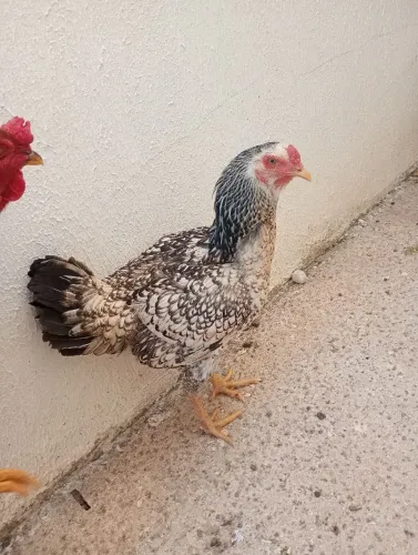 Galinha