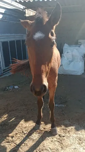 Cavalo macho 3 anos de idade manso demais 3800
