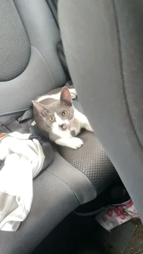 gatinhas pra doação 