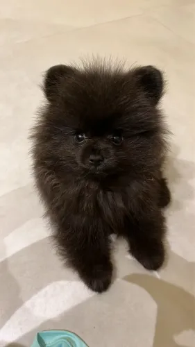 Fêmea De Spitz Alemão (Lulu da Pomerânia)