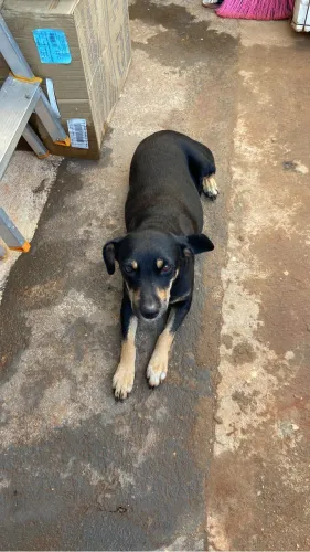 Doação de uma cachorrinha 