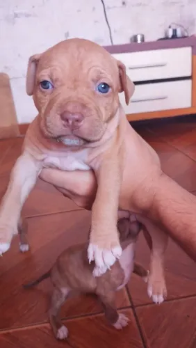 Filhotes de pitbull