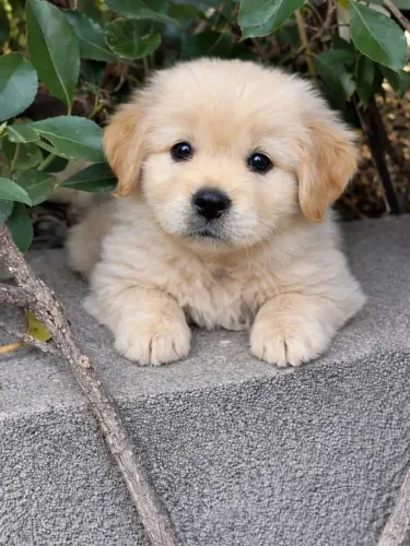 Golden Retriever Cachorrinho de porte pequeno pronto para entrega