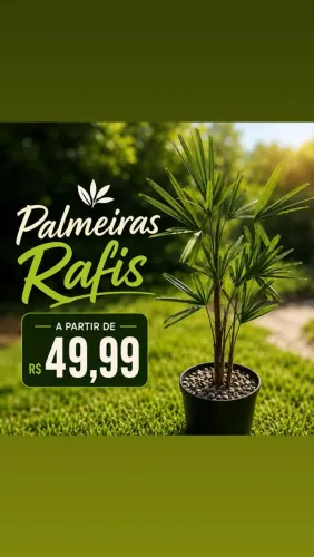 Vendo Palmeiras Rafis