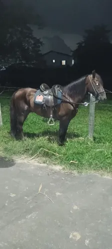 Cavalos