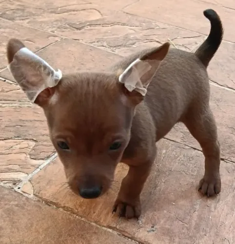 PINSCHER MACHO ZERO